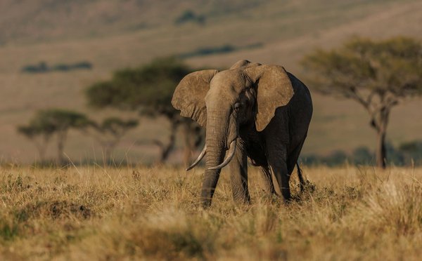 Quels sont les meilleurs spots pour faire du safari en Afrique du Sud?